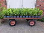 Volop jonge laurier, Prunus novita + vele andere tuinplanten, Ophalen, Laurier, Haag, Minder dan 100 cm