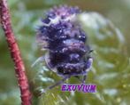 Armadillidae sp. Devil Mask | spiky isopods; Vietnam, Overige soorten