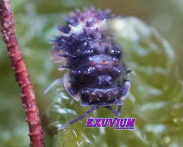 Armadillidae sp. Devil Mask | spiky isopods; Vietnam beschikbaar voor biedingen