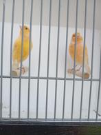 2 oranje geel kanarie mannen broedrijp uit voliere 2023, Dieren en Toebehoren, Vogels | Kanaries, Kleurkanarie, Mannelijk
