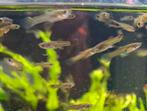 Guppen.  Wegens teveel bevallen guppen moeten er wat weg, Dieren en Toebehoren, Vissen | Aquariumvissen, Vis
