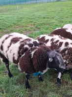 Luxe bonte ram., Dieren en Toebehoren, Mannelijk, Schaap