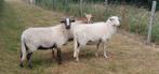 Drents Heideschaap Ooien, Dieren en Toebehoren, Schapen, Geiten en Varkens, Vrouwelijk, Schaap