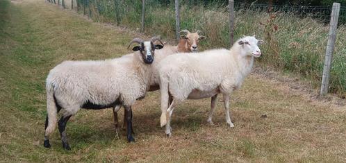 Drents Heideschaap Ooien, Dieren en Toebehoren, Schapen, Geiten en Varkens, Schaap, Vrouwelijk