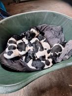 Te koop friese stabij puppy's, Dieren en Toebehoren, Honden | Herdershonden en Veedrijvers, Rabiës (hondsdolheid), Overige rassen