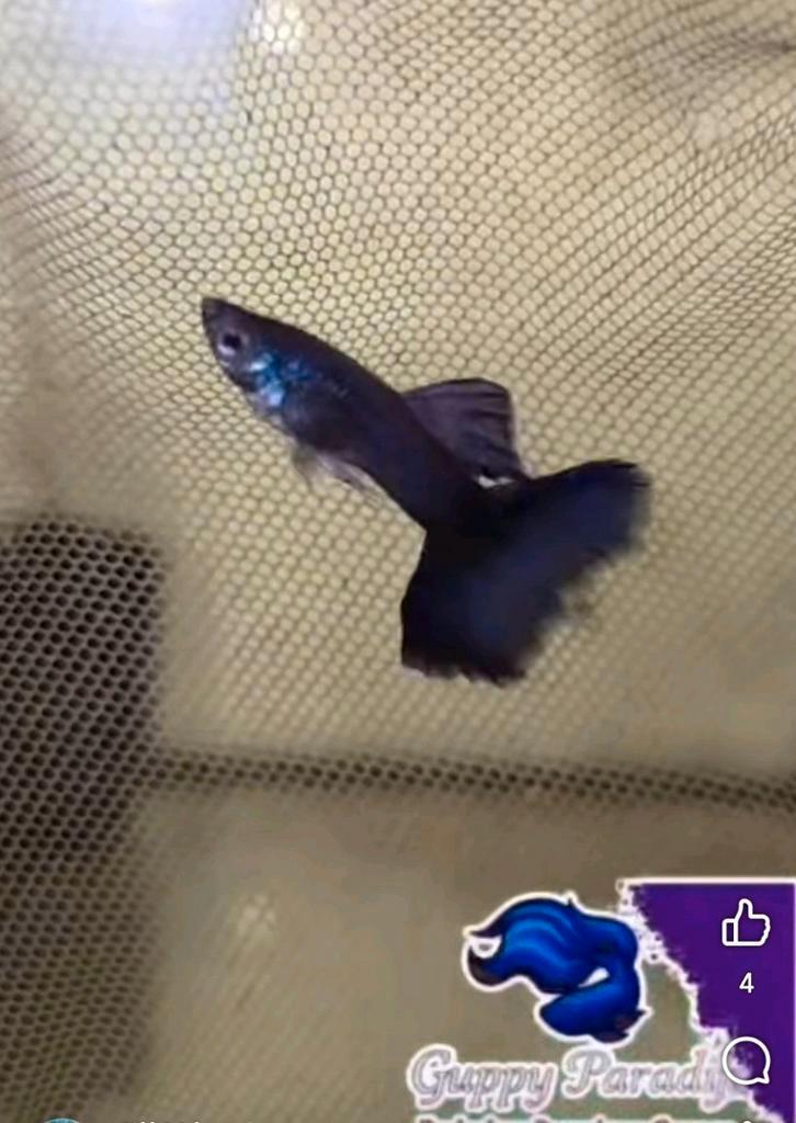 🎉WINACTIE🎉 Exclusieve Guppen Vivarium 2025, Dieren en Toebehoren, Vissen | Aquariumvissen, Zoutwatervis, Vis, Schoolvis