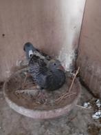 Jonge Marathon, Postduif