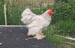 Wit kriel haantje, Dieren en Toebehoren, Pluimvee, Mannelijk, Kip