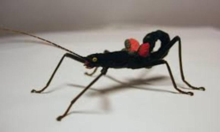 Peruphasma schultiei nimfen: 7 voor 10 euro, Dieren en Toebehoren, Insecten en Spinnen, Wandelende tak