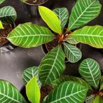 Madagaskar Jewel zaadjes, Ophalen of Verzenden