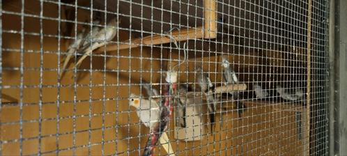 Volière Valkparkieten, Dieren en Toebehoren, Vogels | Parkieten en Papegaaien, Parkiet, Meerdere dieren, Geringd