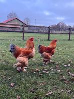 Brahma Haan, Dieren en Toebehoren, Pluimvee, Mannelijk, Kip