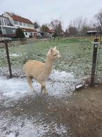Te koop 6 alpacas, Dieren en Toebehoren, Overige Dieren, September, Vrouwelijk