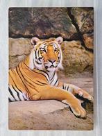 Tijger in dierentuinsetting, Verzamelen, Ophalen of Verzenden, 1980 tot heden, Ongelopen, Wild dier