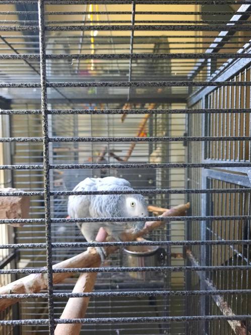 Volière gezocht voor grijze roodstaart, Dieren en Toebehoren, Vogels | Parkieten en Papegaaien, Papegaai, Vrouwelijk, Pratend