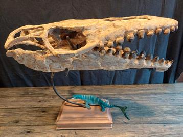 Mosasaurus Globidens Schedel - 72 cm beschikbaar voor biedingen