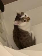 Kater, Dieren en Toebehoren, Katten en Kittens | Raskatten | Korthaar, Kater, Gechipt