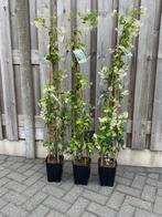 Toscaanse Jasmijn is een wintergroene klimplant, Ophalen, Vaste plant, Halfschaduw, Klimplanten