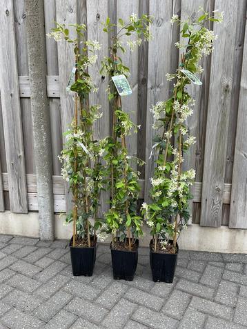 Toscaanse Jasmijn is een wintergroene klimplant beschikbaar voor biedingen