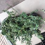 euonymus fortunei emerald gold en de emerald gaiety, Ophalen, Volle zon, Overige soorten, Minder dan 100 cm