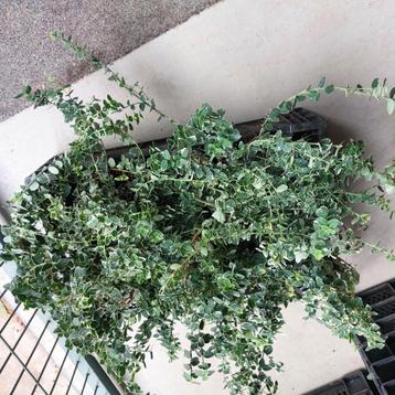 euonymus fortunei emerald gold en de emerald gaiety beschikbaar voor biedingen