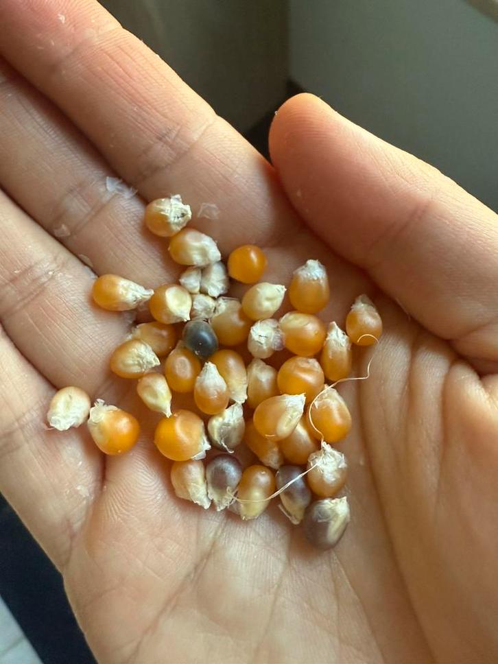 Popcorn mais (biologisch!), Tuin en Terras, Bloembollen en Zaden, Ophalen of Verzenden