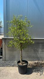 Olijfboom 170 cm, Bloeit niet, 100 tot 250 cm, Olijfboom, Ophalen