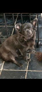 Chihuahua Teef!  Kleur Blue, Dieren en Toebehoren, Particulier, CDV (hondenziekte), Buitenland, Teef