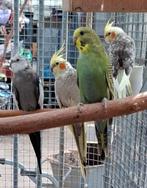 Koppel valkparkieten met 5 jonge, Meerdere dieren, Parkiet, Geringd