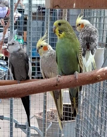Koppel valkparkieten met 5 jonge beschikbaar voor biedingen