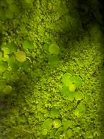 Zuivere aqarium planten, Vis