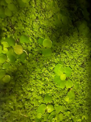 Zuivere aqarium planten beschikbaar voor biedingen