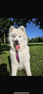 Super mooie lieve Samojeed met stamboom, Particulier, Reu, 1 tot 2 jaar, Buitenland