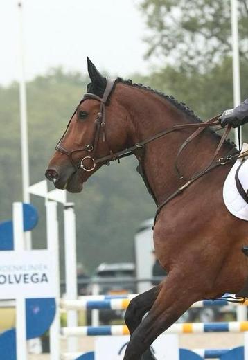 Full anatomisch hoofdstel bruin beschikbaar voor biedingen