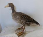 Opgezette grauwe GANS / Taxidermie vogel eend opgezet, Verzamelen, Dierenverzamelingen, Ophalen, Zo goed als nieuw, Vogel, Opgezet dier