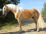 Zeer talentvol en uniek mooie sport Haflinger ruin te koop, Dieren en Toebehoren, Paarden, Minder dan 160 cm, Gechipt, Ruin, Zadelmak
