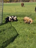 Kune kune varkens, Dieren en Toebehoren, Schapen, Geiten en Varkens, Vrouwelijk, Varken, 0 tot 2 jaar