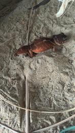 Nephrurus levis levis 1.2, Dieren en Toebehoren, Hagedis, 0 tot 2 jaar