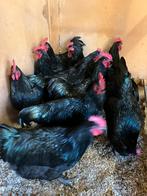 Jersey Giant Hanen, Dieren en Toebehoren, Mannelijk, Kip