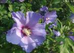 Zaden hibiscus blauw, Ophalen of Verzenden, Voorjaar, Volle zon, Zaad