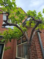 Druif op oude stam: 270cm hoog!, Ophalen of Verzenden, Volle zon