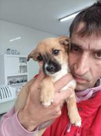 Gezocht: Gratis benodigdheden voor honden, Dieren en Toebehoren, Hondenmanden, Ophalen of Verzenden