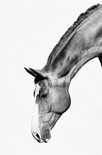 Verplaatsbare lease gezocht!, Dieren en Toebehoren, Stalling en Weidegang