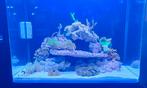 Aquarent/ zeeaquarium/ zoutwater aquarium/ Blue Marin  120, Ophalen, Zo goed als nieuw, Gevuld zeewateraquarium