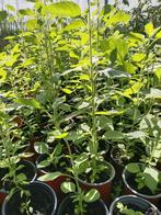 Surinaamse Tulsi ( Heilige basilicum) planten 2,50 per stuk, Ophalen of Verzenden, Halfschaduw, Minder dan 100 cm