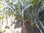 Prei planten te koop, Ophalen, Eenjarig, Groenteplanten, Volle zon
