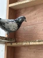 Pakistanse duiven, Dieren en Toebehoren, Mannelijk