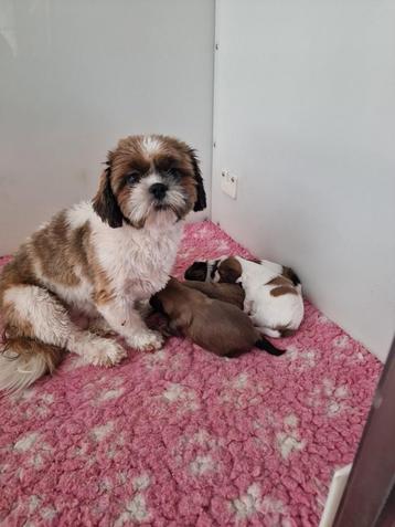  3 Prachtige Shih Tzu Pups - Reutjes beschikbaar voor biedingen
