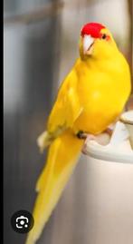 Gezocht: kakariki. Kleur maakt niet uit, Dieren en Toebehoren, Vogels | Parkieten en Papegaaien, Mannelijk, Parkiet
