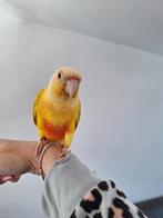 Pyrrhura (Suncheek), Dieren en Toebehoren, Vogels | Parkieten en Papegaaien, Mannelijk, Parkiet, Geringd